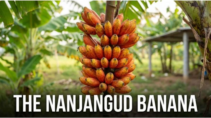 The Nanjangud Rasabale: Why This Rare Banana Must Be Protected